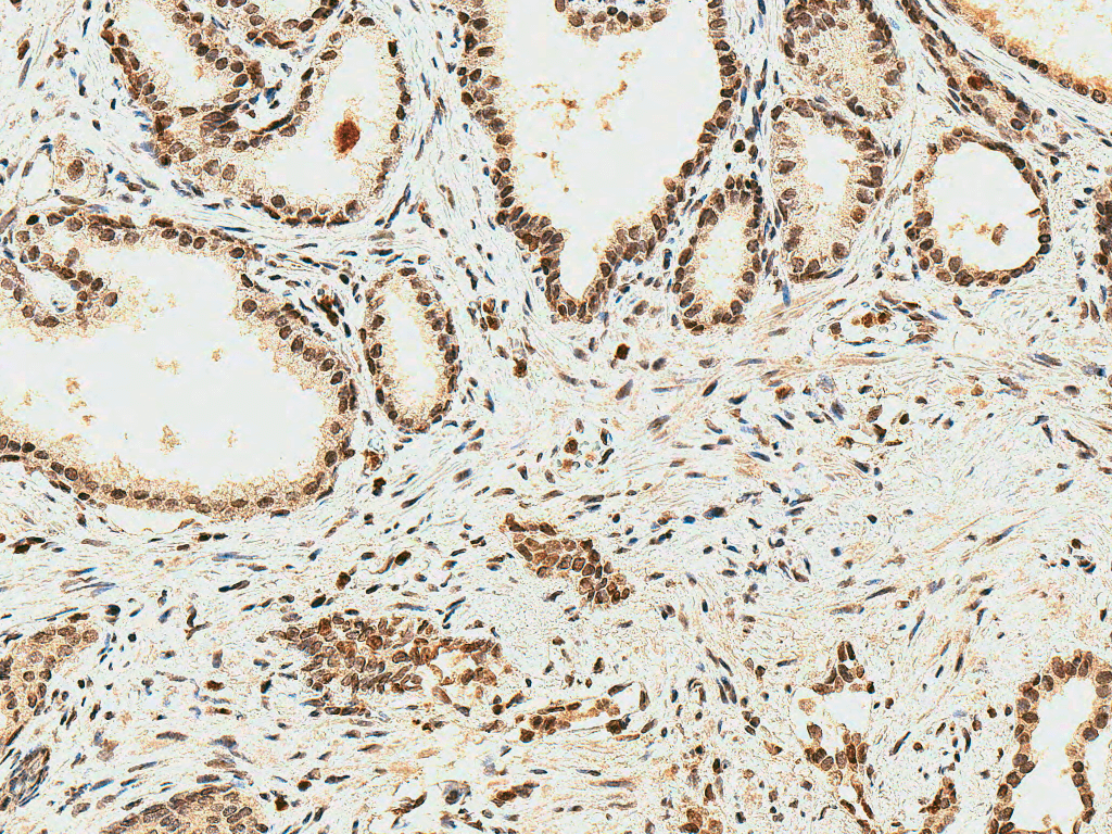 IHC - HO-2 Antibody ASM10648